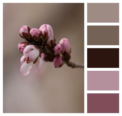 Plant Garden Flowers Petals Flora Botany Blossom Bloom Peach Flowers Spring Image